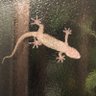 虚空魔王🦎 的头像