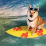 柴犬 profil fotoğrafı