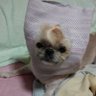 てろぴろ profil fotoğrafı