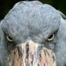 Edierson's profile picture