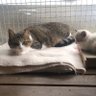 しょっとがん 的头像