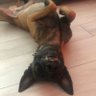 Bushidolyf profil fotoğrafı