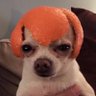 dog vegano 🥕 的头像