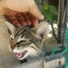Numan OĞUZ profil fotoğrafı