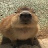 romy (gort) profil fotoğrafı