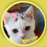 金沢のスコティッシュぽっちゃんファミリー profil fotoğrafı