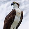 Фото профиля Osprey787