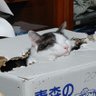 いっしー profil fotoğrafı