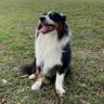 Hurls_da_Aussie profil fotoğrafı