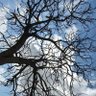 Фото профиля שחר בלומנטל