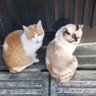 Profilbild von 新宿事変