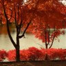 こめ profil fotoğrafı