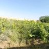 ځوان زلمی 的头像