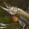 Esox Lucius 的头像