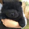 屠倭总代理's profile picture