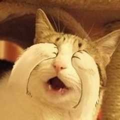 chao2331's profile picture