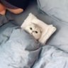 Profilbild von 晚安玛卡巴卡