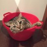 ニコちゃん profil fotoğrafı