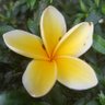 Фото профиля ibu Pertiwi