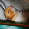 むぎ 的头像
