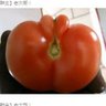 Tomato 48 Rice's profile picture