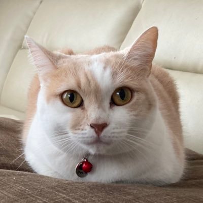 モカ猫's profile picture