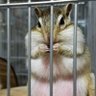 Фото профиля 鳥飼🐿️🍖🎹🍖🐿️