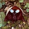 Profilbild von アリストロキア・サルバドレンシス