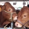 Limousine à jamais 😍's profile picture