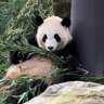 ぱんだぱんち🫙 profil fotoğrafı