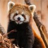 Profilbild von ⭐️0oAeo0⭐️🐨🫶🦊🍅