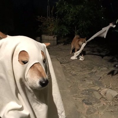 hbnxkwon's profile picture