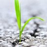 Profilbild von Grass & Brick