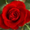 Profilbild von BellaRoseTO 🌹