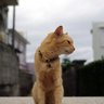 fukusukehino@50kg減達成からリバウンド中 profil fotoğrafı