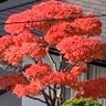 光 的头像