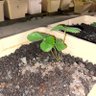 Фото профиля الاصيل العربي