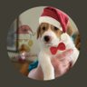 Outraged Beagle profil fotoğrafı