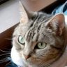 羊群's profile picture