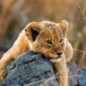 Profilbild von Cub Caldwell