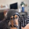 smashednuts's profile picture