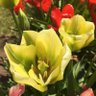 Фото профиля The Tulip