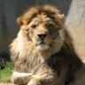 Фото профиля lion on the table