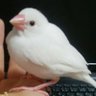 Фото профиля YLB🦜ᴬ ᴵ ᴹ