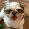Carmelena Nassar's profile picture