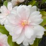 Фото профиля 雅典娜