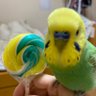 とりへんたいまさや(健全です) profil fotoğrafı