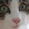 ふくっぺ profil fotoğrafı