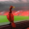 LiverBird profil fotoğrafı
