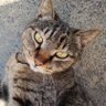 とら こ 的头像